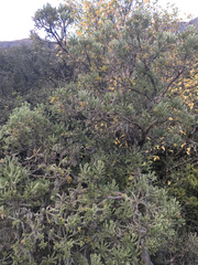 Brachyglottis cassinioides