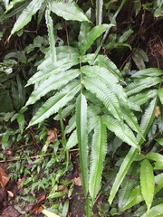 Bolbitis heteroclita