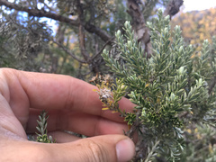 Brachyglottis cassinioides