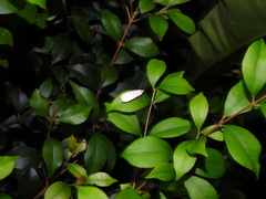 Hesychopa chionora