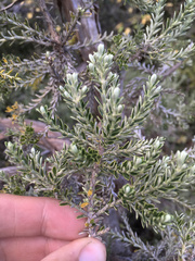 Brachyglottis cassinioides