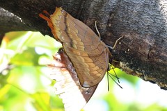 Charaxes bernardus