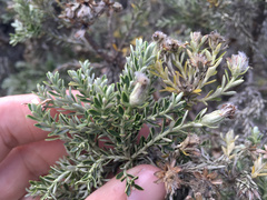 Brachyglottis cassinioides