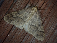 Erannis gigantea
