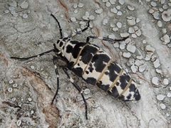 Erannis gigantea