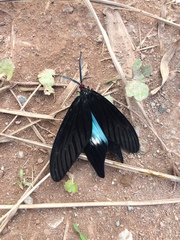 Histia flabellicornis