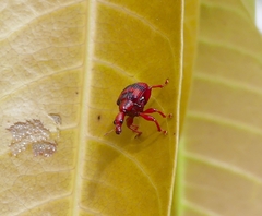 Strigapoderus tranquebaricus