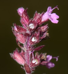Thymus pulegioides pulegioides