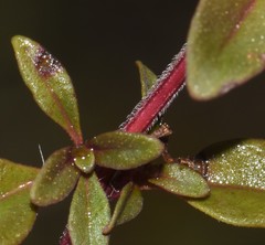 Thymus pulegioides pulegioides
