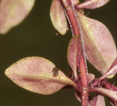 Thymus pulegioides pulegioides