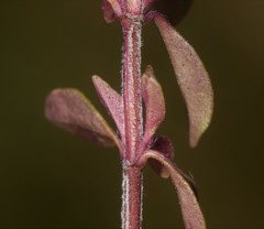 Thymus pulegioides pulegioides
