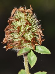 Trifolium pratense pratense