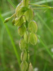 Polygala monspeliaca