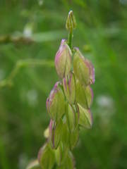Polygala monspeliaca