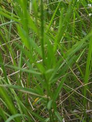 Polygala monspeliaca