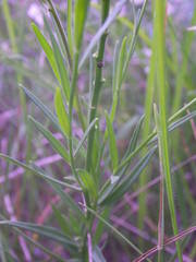 Polygala monspeliaca