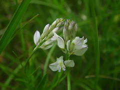 Polygala monspeliaca