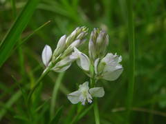 Polygala monspeliaca