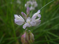 Polygala monspeliaca
