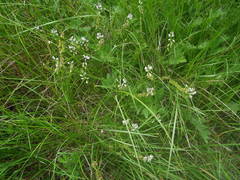 Polygala monspeliaca