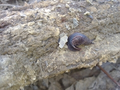 Parmavitrina megastoma