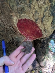 Pterocarpus macrocarpus