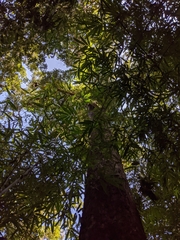 Pterocarpus macrocarpus