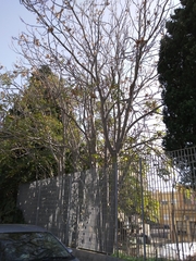 Ailanthus altissima