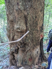 Pterocarpus macrocarpus