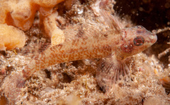 Enneapterygius atrogulare
