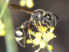Eumenes coronatus