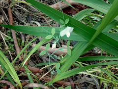 Lathyrus tingitanus