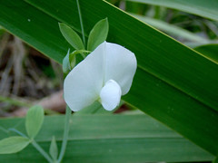 Lathyrus tingitanus