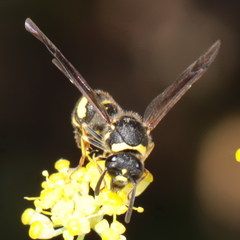 Eumenes coronatus