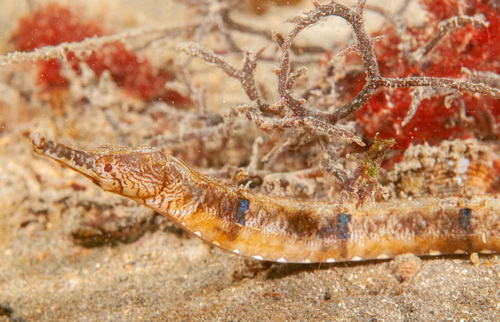 Tiger pipefish (Filicampus tigris) — Syngnathidae — 2