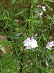 Prostanthera linearis