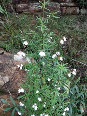 Prostanthera linearis