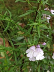 Prostanthera linearis