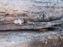 Nyssus coloripes