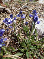 Polygala calcarea