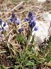 Polygala calcarea