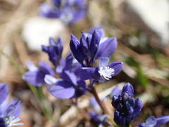 Polygala calcarea