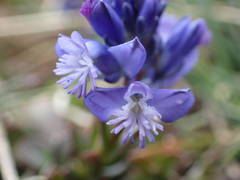 Polygala alpina