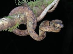 Boiga beddomei