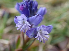 Polygala alpina