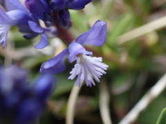 Polygala alpina