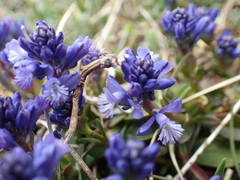 Polygala alpina