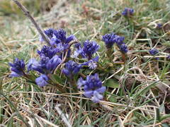 Polygala alpina