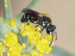 Hylaeus gibbus