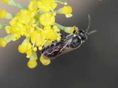 Hylaeus gibbus